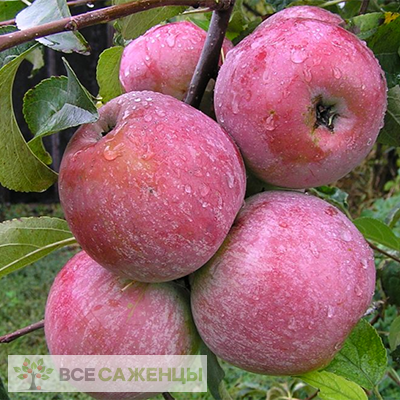 Фото Яблоня Брянское розовое