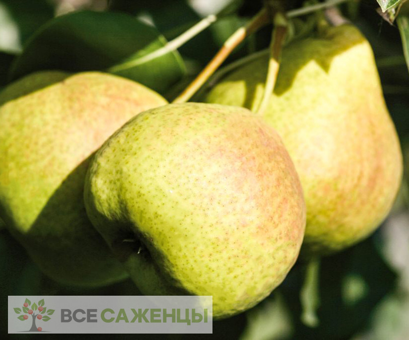 Фото Груша Пермячка