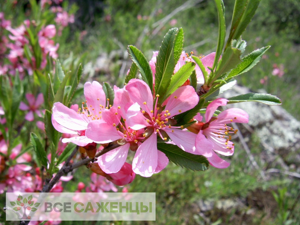 Фото Миндаль низкий Гесслера