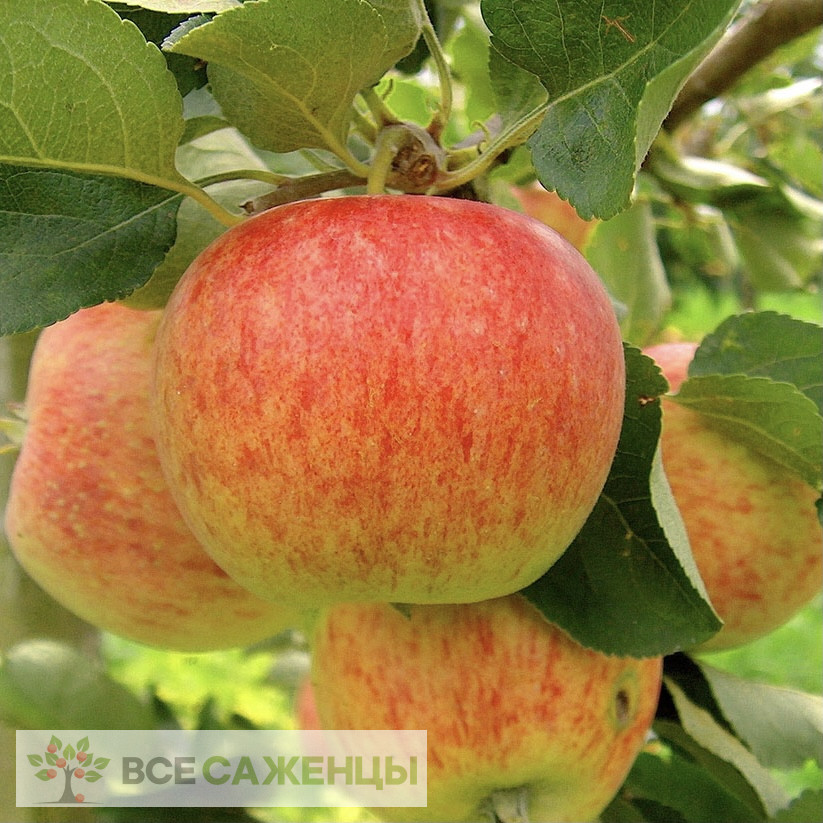 Фото Яблоня Башкирский красавец